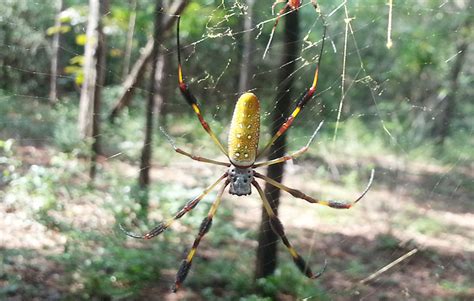 Bananas spiders feed on crickets, among other prey. Banana Spiders Make Big Local Comeback : NorthEscambia.com