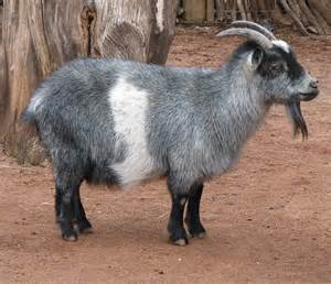 Image result for Nigerian Goat image