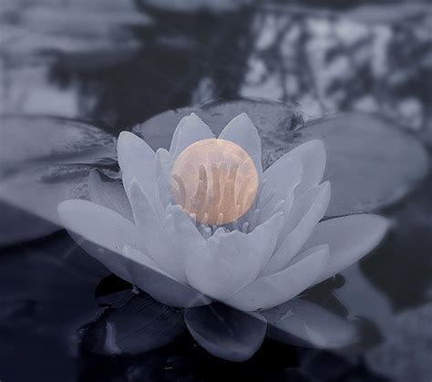 Lotus Moon Reflections By Brightstar2 On Deviantart