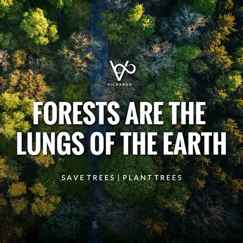 Forests Are The Lungs Of The Earth Save Forests Tree Plantation