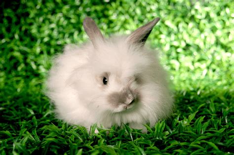The Satin Angora Rabbit Complete Breed Guide