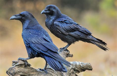 Ravens In Alaska Alaska Native Wildlife Viewing Tours
