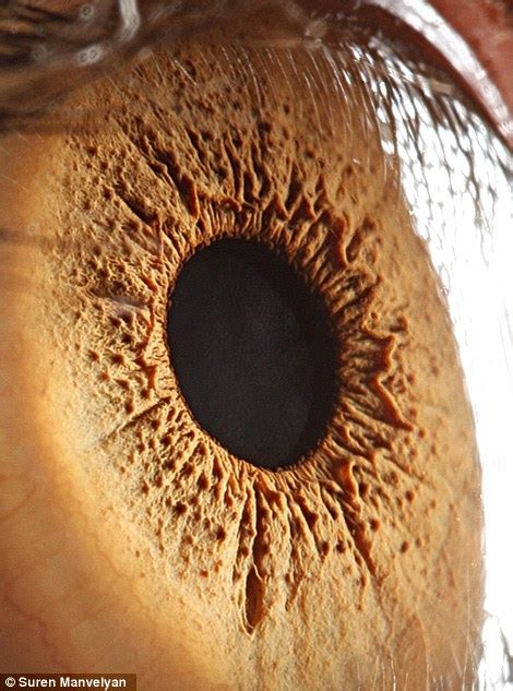 The Eyes Have It The Iris Pictured In Remarkable Detail By Incredible Close Up Shots Daily