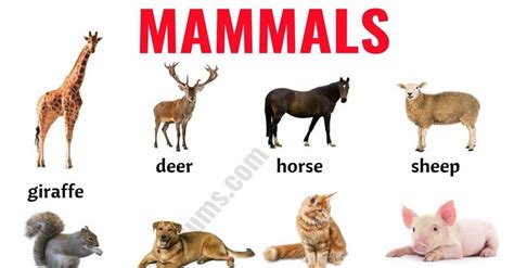 Mammals List Of Mammals In English With Esl Picture Mammals