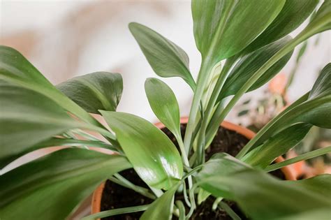 Cast Iron Plant Care And Growing Guide