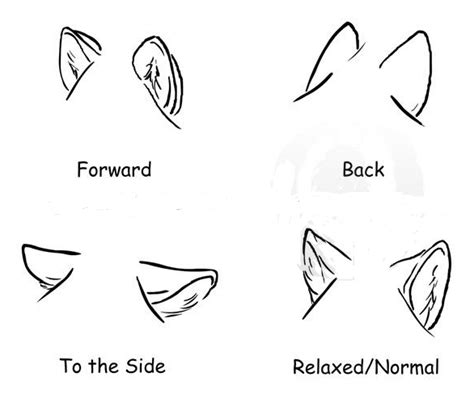 How To Draw Wolf Ears Wolf Sketch Sketch Book Art Drawings Sketches