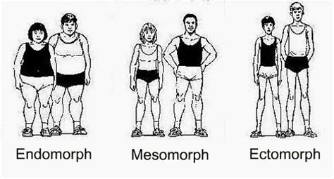 See more ideas about human body diagram, body diagram, human figure drawing. Human body types - Ectomorph, Mesomorph, Endomorph