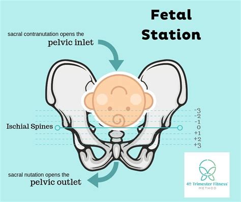 How To Open The Pelvis For Labor And Birth — 4th Trimester Fitness Method