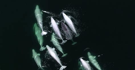 Les images exceptionnelles d'une licorne des mers adoptée par des bélugas