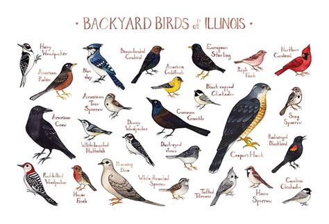 This would act to guide birds in the right. Illinois Backyard Birds Field Guide Art Print / Watercolor | Etsy