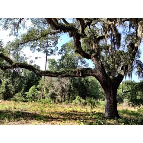 Large Oak Tree Off Hawthorne Trail Gainesville Fl Tree Oak Tree