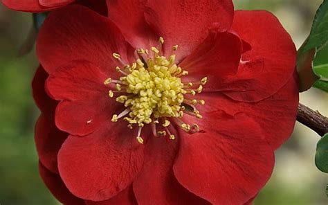A profustion of watermelon red flowers bloom in the early spring. Texas Scarlet Flowering Quince Picture - Gardenality