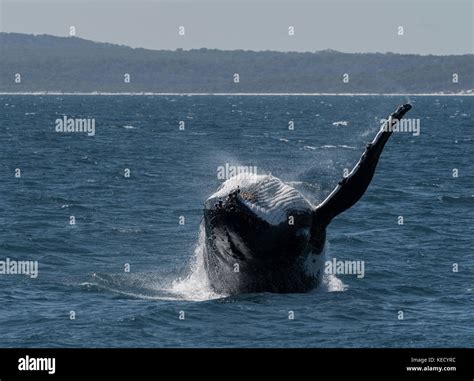 Humpback Whale Megaptera Novaeangliae Breaching At Hervey Bay