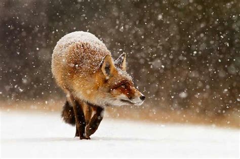 Pin By Courtney Fengel On The Animals I Love Fox In Snow Fox