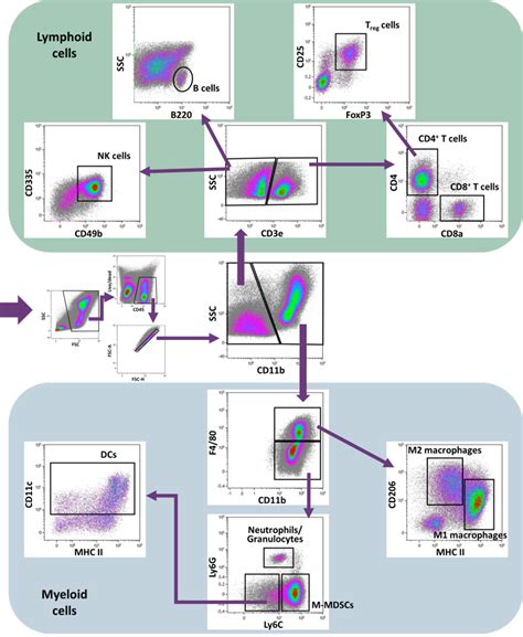 Flow cytometry can differentiate different cell populations based on cell size by forward and side scatter measurements. Flow Cytometry Capabilities | Reaction Biology