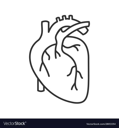 Human Heart Anatomy Linear Icon Royalty Free Vector Image