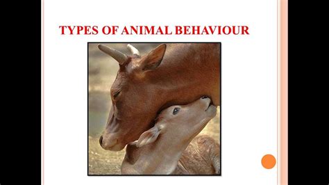 2 Animal Behaviourveterinaryphysiology Youtube