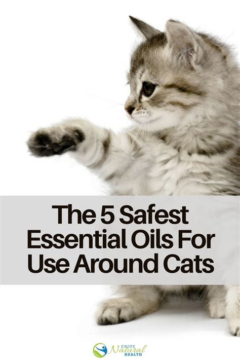 Know more information about this rosemary from us and protect your cats from being suffered. The 5 Essential Oils Considered Safest For Use Around Cats ...