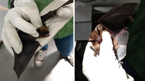 Bat Infected With Rabies Found In Clayton Childrens Park Abc7 San