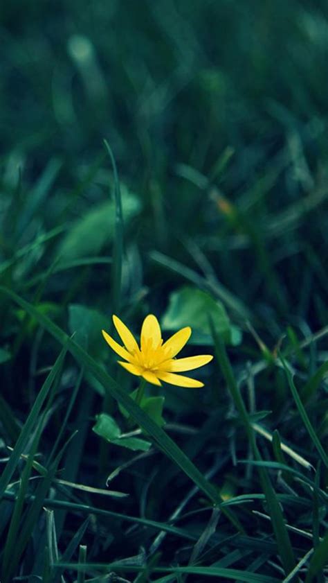 Nature Little Yellow Flower Green Grassland Blur Background Iphone