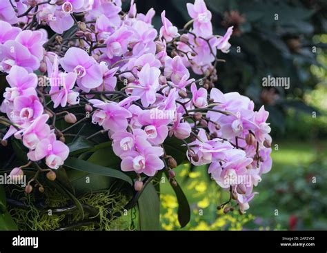 Beautiful Flowers Of Light Purple Dendrobium Orchids Stock Photo Alamy