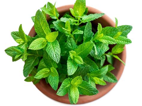 Mint Container Growing Tips On Caring For Mint In Pots Easy Herbs To