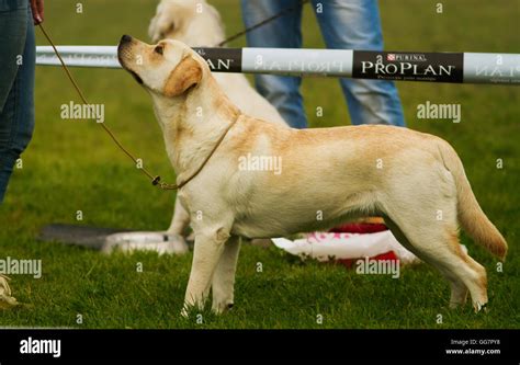 Purebred Golden Labrador Stock Photo Alamy