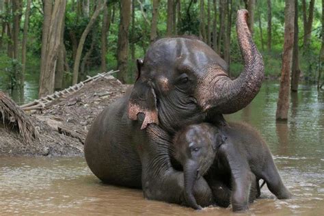 Mom And Baby Elephants Cuddle Together Elephant Asian Elephant