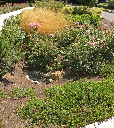 A rain garden is a shallow depression designed to capture stormwater runoff and allow it to slowly infiltrate into the soil. Where is Your Rainwater Going? Cleveland Landscaper and Designer Asks. | Bobbie's Green Thumb