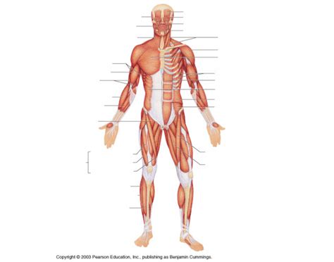We did not find results for: Muscular System Diagram (Anterior View) Quiz
