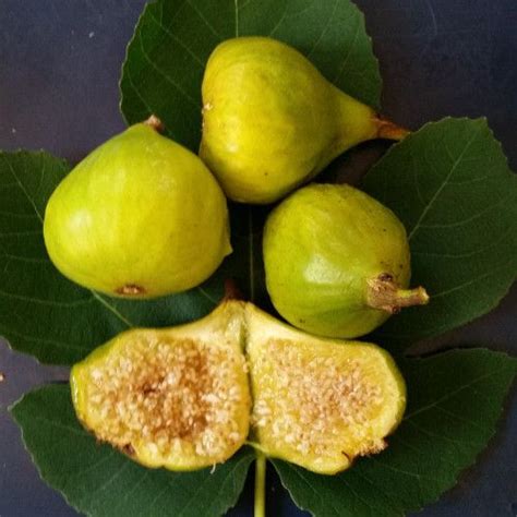 Italian Honey Fig Blanche Aka Lattarulaficus Carica Fig