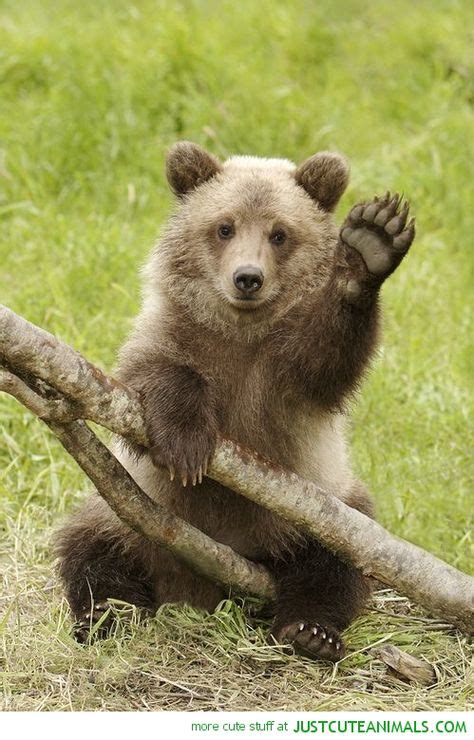 16 Best Baby Bear Images Bear Animals Beautiful Animal Pictures