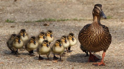 6 Important Things To Know Before Getting A Pet Duck Duck Life