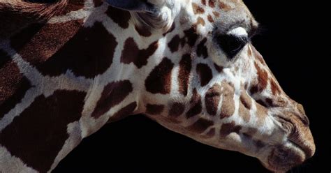 Can a Giraffe be Born Without Spots? Inside the Mutation