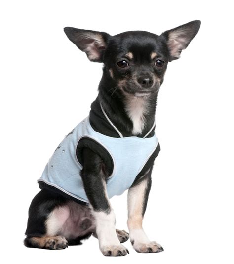 Premium Photo Chihuahua Dressed Up