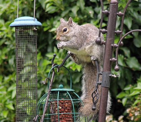 Squirrels don't hibernate, so a main component of their. Squirrel eating nuts | Squirrel eating nuts from the ...