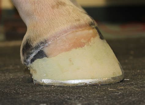 The affected foot and leg may be smaller in size compared to the other. Club Foot in Horses | Equine Chronicle