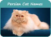 More than 70 beautiful names for persian cats. Persian Cat Names, Cat Names of Persian Breed, Page 10