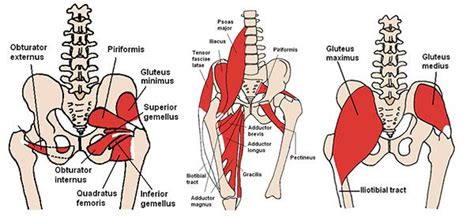 Picture Of Muscles In Hip Area Pelvic Region Spieren Heupen The