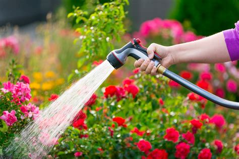 Take The Hassle Out Of Daily Watering Thirdage