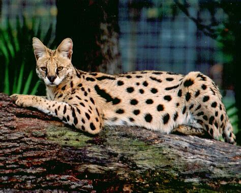 5 Interesting Facts About Savannah Cat Breeds African Wild Cat Big