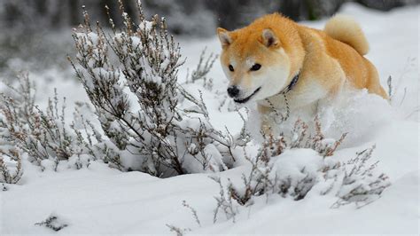 Beautiful Dog Running In The Snow Best Wallpapers