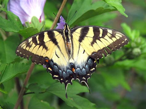 File Papilio Glaucus Female Eastern Tiger Swallowtail Butterfly