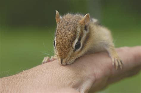 Chipmunks In The Landscape Can Be A Nuisance Caes Newswire
