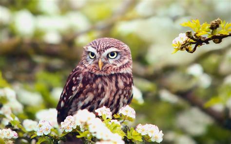 Wallpaper Flowers Spring Owl 1920x1200 Hd Picture Image