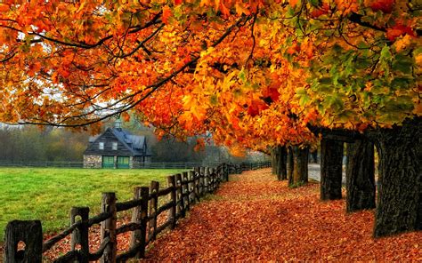Wallpaper Colorful Autumn Red Leaves Path Grass House 1920x1200 Hd