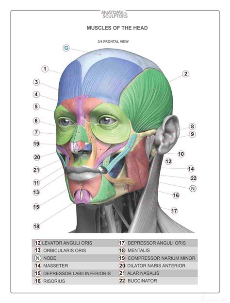 Head Muscles Diagram Face Anatomy Anatomy Drawing