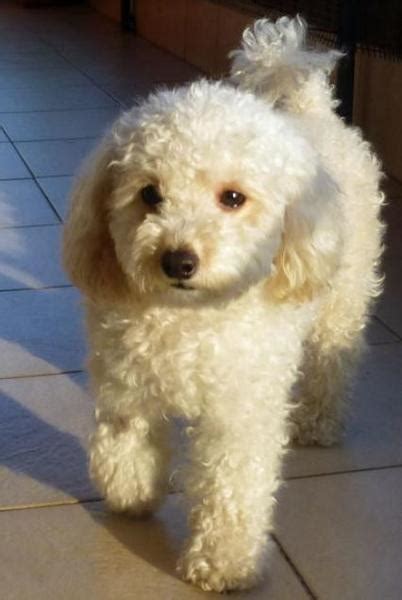Cream Fuffy Toy Poodle Puppy Photo