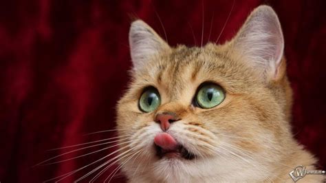 Смешные картинки про котов Говорит и показывает Кот Youtube