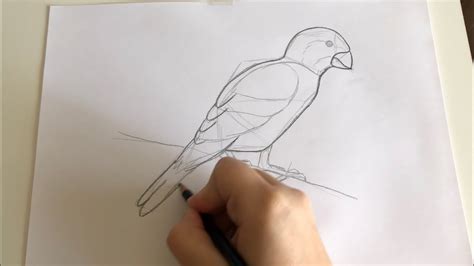 Kako Nacrtati Pticu Youtube